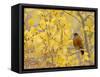 American Robin, Male in Aspen Tree, Grand Teton National Park, Wyoming, USA-Rolf Nussbaumer-Framed Stretched Canvas