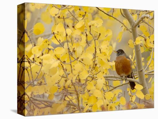 American Robin, Male in Aspen Tree, Grand Teton National Park, Wyoming, USA-Rolf Nussbaumer-Stretched Canvas