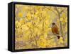 American Robin, Male in Aspen Tree, Grand Teton National Park, Wyoming, USA-Rolf Nussbaumer-Framed Stretched Canvas
