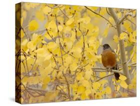 American Robin, Male in Aspen Tree, Grand Teton National Park, Wyoming, USA-Rolf Nussbaumer-Stretched Canvas