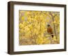 American Robin, Male in Aspen Tree, Grand Teton National Park, Wyoming, USA-Rolf Nussbaumer-Framed Premium Photographic Print