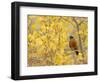 American Robin, Male in Aspen Tree, Grand Teton National Park, Wyoming, USA-Rolf Nussbaumer-Framed Premium Photographic Print