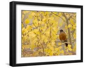 American Robin, Male in Aspen Tree, Grand Teton National Park, Wyoming, USA-Rolf Nussbaumer-Framed Photographic Print