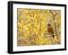 American Robin, Male in Aspen Tree, Grand Teton National Park, Wyoming, USA-Rolf Nussbaumer-Framed Photographic Print