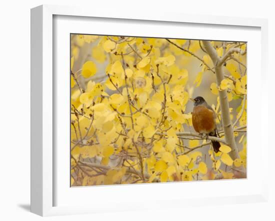 American Robin, Male in Aspen Tree, Grand Teton National Park, Wyoming, USA-Rolf Nussbaumer-Framed Photographic Print