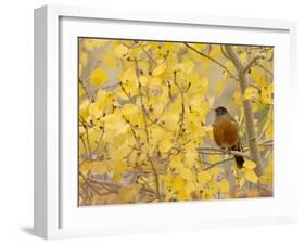 American Robin, Male in Aspen Tree, Grand Teton National Park, Wyoming, USA-Rolf Nussbaumer-Framed Photographic Print