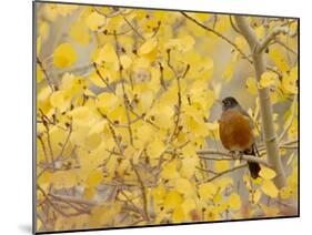 American Robin, Male in Aspen Tree, Grand Teton National Park, Wyoming, USA-Rolf Nussbaumer-Mounted Photographic Print
