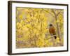 American Robin, Male in Aspen Tree, Grand Teton National Park, Wyoming, USA-Rolf Nussbaumer-Framed Photographic Print