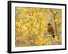 American Robin, Male in Aspen Tree, Grand Teton National Park, Wyoming, USA-Rolf Nussbaumer-Framed Photographic Print