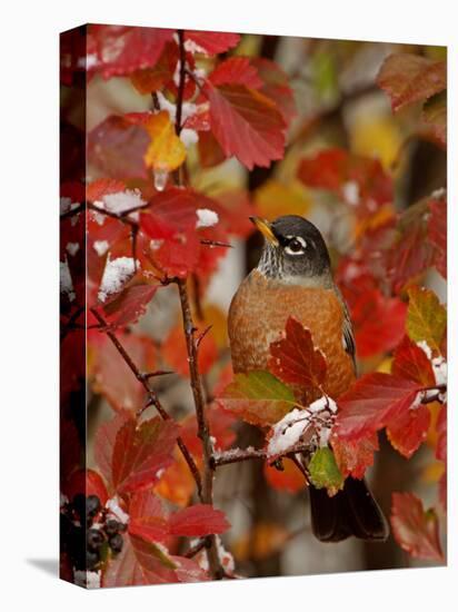 American Robin, Male in Black Hawthorn, Grand Teton National Park, Wyoming, USA-Rolf Nussbaumer-Stretched Canvas