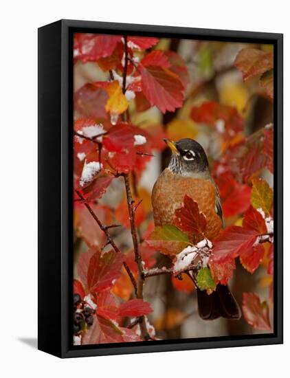 American Robin, Male in Black Hawthorn, Grand Teton National Park, Wyoming, USA-Rolf Nussbaumer-Framed Stretched Canvas
