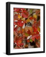 American Robin, Male in Black Hawthorn, Grand Teton National Park, Wyoming, USA-Rolf Nussbaumer-Framed Photographic Print