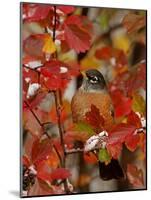 American Robin, Male in Black Hawthorn, Grand Teton National Park, Wyoming, USA-Rolf Nussbaumer-Mounted Photographic Print