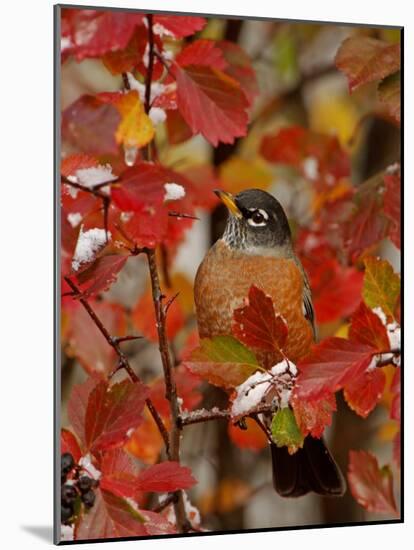 American Robin, Male in Black Hawthorn, Grand Teton National Park, Wyoming, USA-Rolf Nussbaumer-Mounted Photographic Print