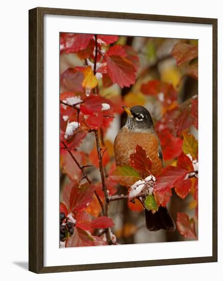 American Robin, Male in Black Hawthorn, Grand Teton National Park, Wyoming, USA-Rolf Nussbaumer-Framed Photographic Print