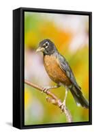 American Robin Perched in Flower Garden, Marion, Illinois, Usa-Richard ans Susan Day-Framed Stretched Canvas