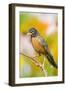 American Robin Perched in Flower Garden, Marion, Illinois, Usa-Richard ans Susan Day-Framed Premium Photographic Print