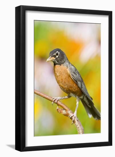 American Robin Perched in Flower Garden, Marion, Illinois, Usa-Richard ans Susan Day-Framed Photographic Print