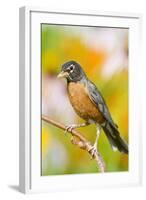 American Robin Perched in Flower Garden, Marion, Illinois, Usa-Richard ans Susan Day-Framed Photographic Print