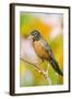 American Robin Perched in Flower Garden, Marion, Illinois, Usa-Richard ans Susan Day-Framed Photographic Print