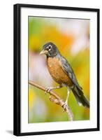 American Robin Perched in Flower Garden, Marion, Illinois, Usa-Richard ans Susan Day-Framed Photographic Print