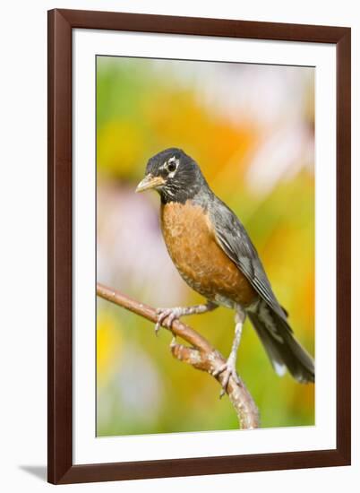 American Robin Perched in Flower Garden, Marion, Illinois, Usa-Richard ans Susan Day-Framed Photographic Print