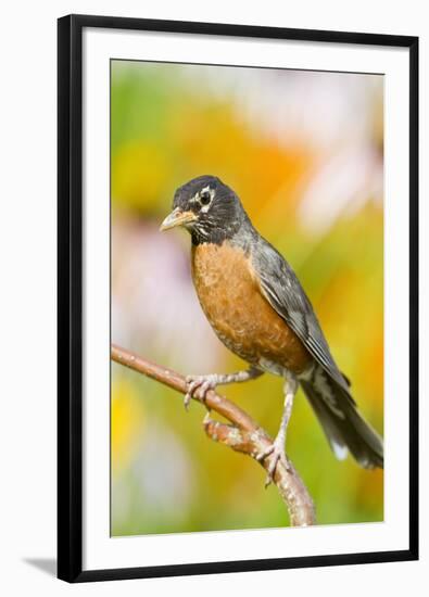 American Robin Perched in Flower Garden, Marion, Illinois, Usa-Richard ans Susan Day-Framed Photographic Print