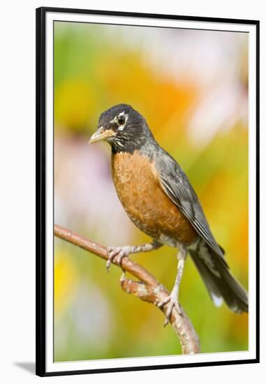 American Robin Perched in Flower Garden, Marion, Illinois, Usa-Richard ans Susan Day-Framed Premium Photographic Print