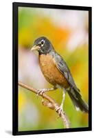 American Robin Perched in Flower Garden, Marion, Illinois, Usa-Richard ans Susan Day-Framed Premium Photographic Print