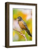 American Robin Perched in Flower Garden, Marion, Illinois, Usa-Richard ans Susan Day-Framed Photographic Print