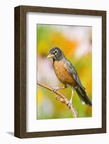 American Robin Perched in Flower Garden, Marion, Illinois, Usa-Richard ans Susan Day-Framed Photographic Print