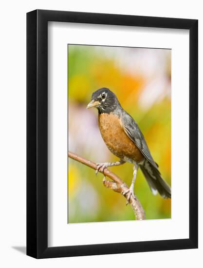 American Robin Perched in Flower Garden, Marion, Illinois, Usa-Richard ans Susan Day-Framed Photographic Print