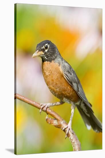 American Robin Perched in Flower Garden, Marion, Illinois, Usa-Richard ans Susan Day-Stretched Canvas