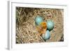 American Robin (Turdus migratorius) newly hatched chick and hatching eggs in nest, USA-S & D & K Maslowski-Framed Photographic Print