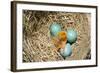 American Robin (Turdus migratorius) newly hatched chick and hatching eggs in nest, USA-S & D & K Maslowski-Framed Photographic Print