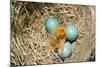 American Robin (Turdus migratorius) newly hatched chick and hatching eggs in nest, USA-S & D & K Maslowski-Mounted Photographic Print