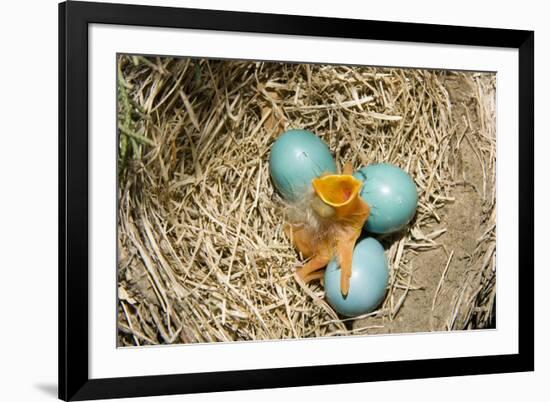 American Robin (Turdus migratorius) newly hatched chick and hatching eggs in nest, USA-S & D & K Maslowski-Framed Photographic Print