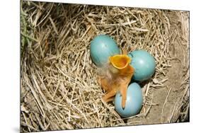 American Robin (Turdus migratorius) newly hatched chick and hatching eggs in nest, USA-S & D & K Maslowski-Mounted Photographic Print