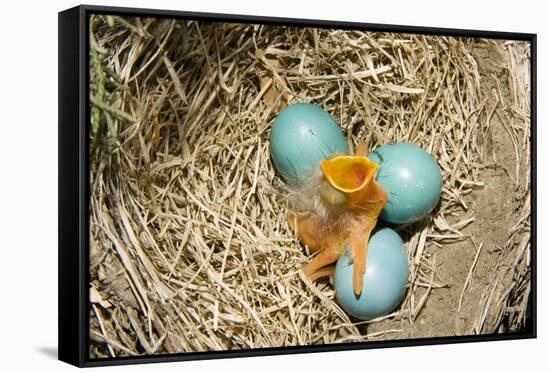 American Robin (Turdus migratorius) newly hatched chick and hatching eggs in nest, USA-S & D & K Maslowski-Framed Stretched Canvas