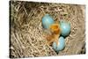 American Robin (Turdus migratorius) newly hatched chick and hatching eggs in nest, USA-S & D & K Maslowski-Stretched Canvas