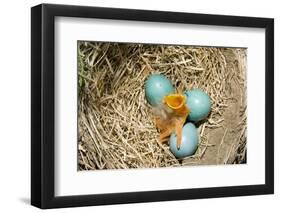 American Robin (Turdus migratorius) newly hatched chick and hatching eggs in nest, USA-S & D & K Maslowski-Framed Photographic Print