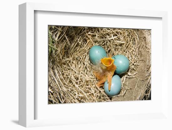 American Robin (Turdus migratorius) newly hatched chick and hatching eggs in nest, USA-S & D & K Maslowski-Framed Photographic Print