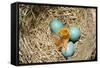 American Robin (Turdus migratorius) newly hatched chick and hatching eggs in nest, USA-S & D & K Maslowski-Framed Stretched Canvas
