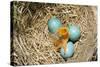 American Robin (Turdus migratorius) newly hatched chick and hatching eggs in nest, USA-S & D & K Maslowski-Stretched Canvas