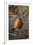 American Robin (Turdus Migratorius)-James Hager-Framed Photographic Print