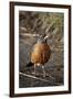 American Robin (Turdus Migratorius)-James Hager-Framed Photographic Print