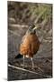 American Robin (Turdus Migratorius)-James Hager-Mounted Photographic Print