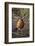 American Robin (Turdus Migratorius)-James Hager-Framed Photographic Print