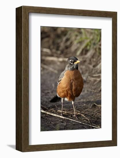 American Robin (Turdus Migratorius)-James Hager-Framed Photographic Print