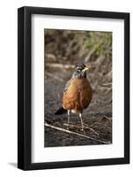 American Robin (Turdus Migratorius)-James Hager-Framed Photographic Print